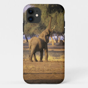 Afrika, Kenia, Masai Mara. Olifant (Loxodonta iPhone 11 Hoesje