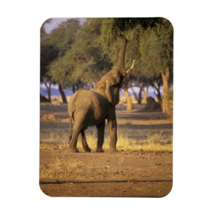 Afrika, Kenia, Masai Mara. Olifant (Loxodonta Magneet