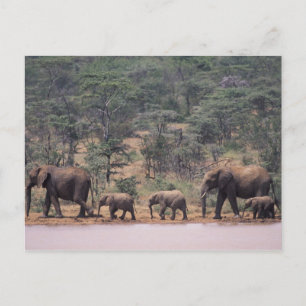 Afrika, Kenia, Nanyuki, Mpala. Afrikaans Briefkaart
