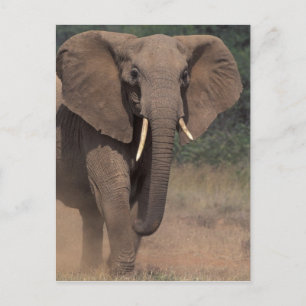Afrika, Kenia, Nanyuki, Mpala. Afrikaanse olifant. Briefkaart