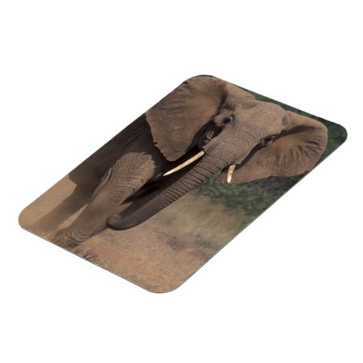 Afrika, Kenia, Nanyuki, Mpala. Afrikaanse olifant. Magneet (Linkerzijde)