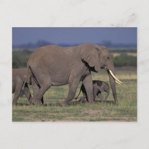 Afrika, Kenia, Nationaal Park Amboseli. Afrikaans  Briefkaart