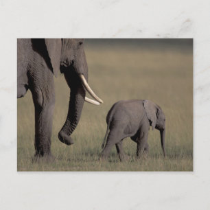 Afrika, Kenia, Nationaal Park Amboseli. Afrikaans Briefkaart