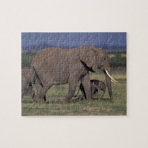 Afrika, Kenia, Nationaal park Amboseli. Afrikaanse Legpuzzel