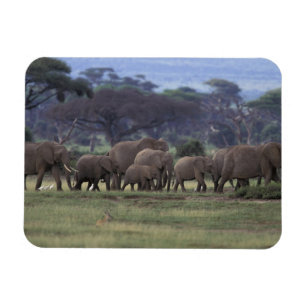 Afrika, Kenia, Nationaal park Amboseli. Afrikaanse Magneet