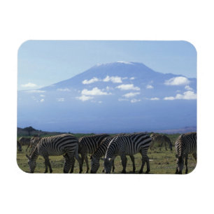 Afrika, Kenia, Nationaal park Amboseli, Kudde van Magneet