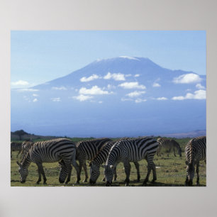 Afrika, Kenia, Nationaal park Amboseli, Kudde van Poster