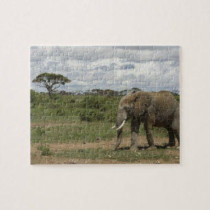 Afrika, Kenia, Nationaal Park Amboseli, olifant, Legpuzzel