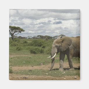Afrika, Kenia, Nationaal park Amboseli, olifant, Magneet