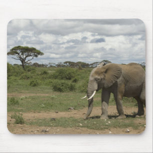 Afrika, Kenia, Nationaal Park Amboseli, olifant, Muismat