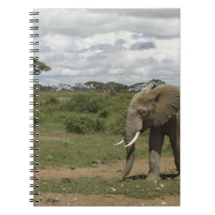Afrika, Kenia, Nationaal park Amboseli, olifant, Notitieboek