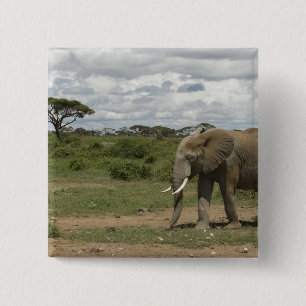 Afrika, Kenia, Nationaal park Amboseli, olifant, Vierkante Button 5,1 Cm