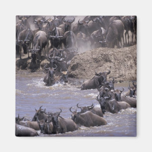 Afrika, Kenia, Nationaal park Masai Mara. Magneet
