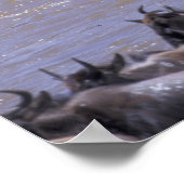 Afrika, Kenia, Nationaal Park Masai Mara. Poster (Hoek)