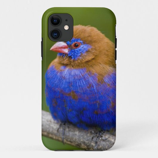 Afrika. Kenia. Paarse Grenadier Case-Mate iPhone Case (Achterkant)