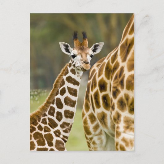 Afrika. Kenia. Rothschild's Giraffe baby Briefkaart (Voorkant)