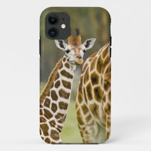 Afrika. Kenia. Rothschild's Giraffe baby iPhone 11 Hoesje