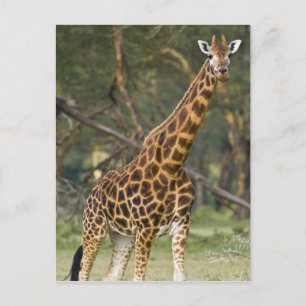 Afrika. Kenia. Rothschilds giraffe bij Lake 2 Briefkaart