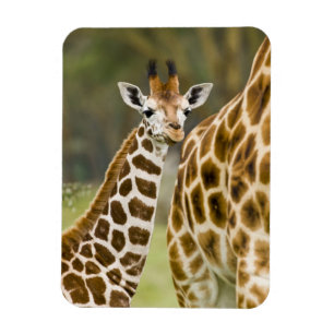 Afrika. Kenia. Rothschild's Giraffe jong Magneet
