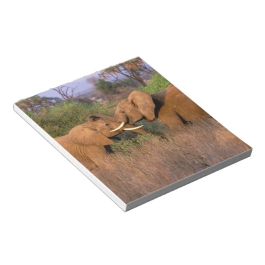 Afrika, Kenia, Samburu. Elephant-uitdaging Notitieblok (Schuin)