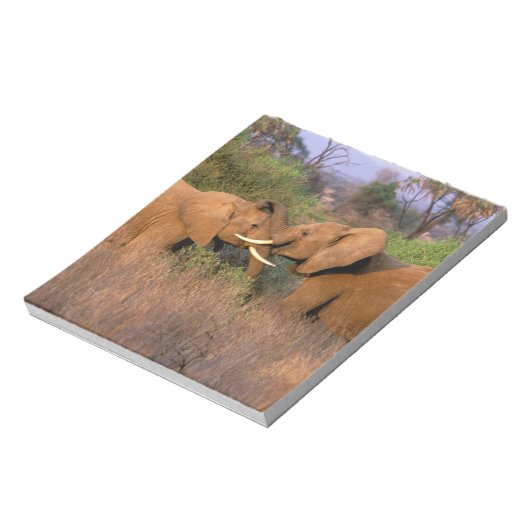 Afrika, Kenia, Samburu. Elephant-uitdaging Notitieblok (Gedraaid)