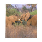 Afrika, Kenia, Samburu. Elephant-uitdaging Notitieblok (Voorkant)
