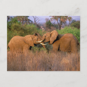 Afrika, Kenia, Samburu. Olifant uitdaging Briefkaart