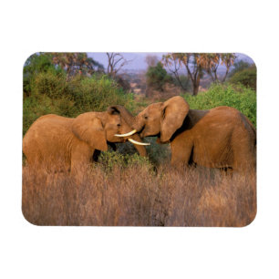 Afrika, Kenia, Samburu. Olifant uitdaging Magneet