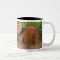 Afrika, Kenia, Samburu. Olifant uitdaging