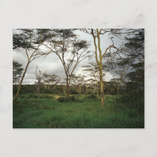 Afrika Kenia wild land Briefkaart