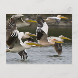 Afrika. Kenia. Witte pelikanen in vlucht bij meer Briefkaart
