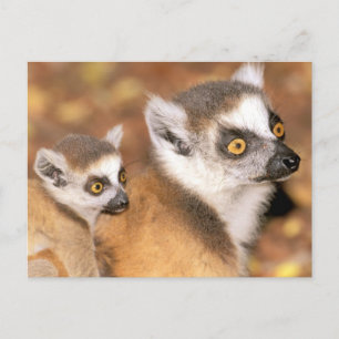 Afrika, Madagascar, Privé Reserve Berenty Briefkaart