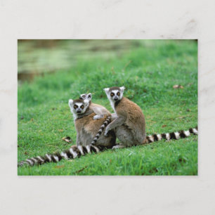 Afrika, Madagaskar, Antananarivo, Tsimbazaza Briefkaart