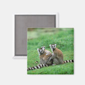 Afrika, Madagaskar, Antananarivo, Tsimbazaza Magneet (Voorkant / Achterkant)