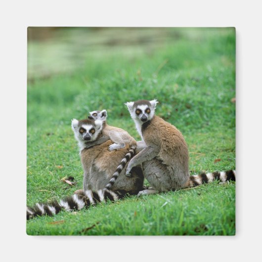 Afrika, Madagaskar, Antananarivo, Tsimbazaza Magneet (Voorkant)