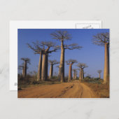 Afrika, Madagaskar, Morondava, Baobab Avenue. Briefkaart (Voorkant / Achterkant)