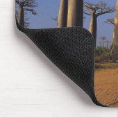 Afrika, Madagaskar, Morondava, Baobab Avenue. Muismat (Hoek)