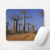 Afrika, Madagaskar, Morondava, Baobab Avenue. Muismat (Met muis)