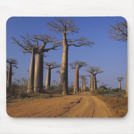 Afrika, Madagaskar, Morondava, Baobab Avenue. Muismat (Voorkant)