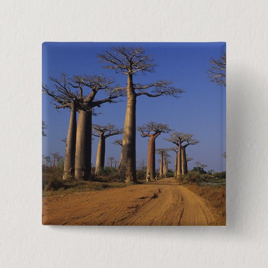 Afrika, Madagaskar, Morondava, Baobab Avenue. Vierkante Button 5,1 Cm (Voorkant)