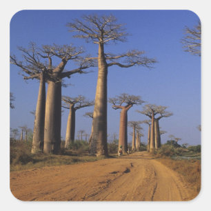 Afrika, Madagaskar, Morondava, Baobab Avenue. Vierkante Sticker