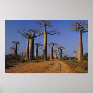 Afrika, Madagaskar, Morondava, Baobablaan. Poster