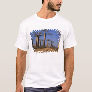 Afrika, Madagaskar, Morondava, Baobablaan. T-shirt