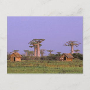 Afrika, Madagaskar, Morondava. Baobabs Briefkaart