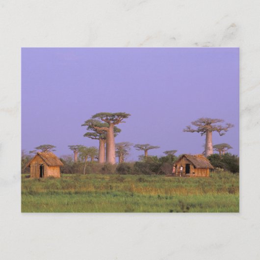 Afrika, Madagaskar, Morondava. Baobabs Briefkaart (Voorkant)