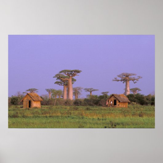 Afrika, Madagaskar, Morondava. Baobabs Poster (Voorkant)