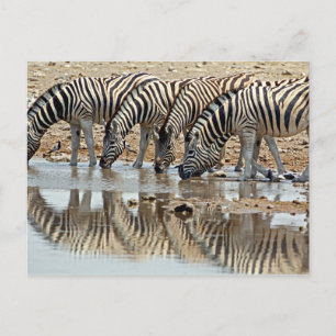 Afrika, Namibië, Etosha NP. Burchells Zebra Briefkaart