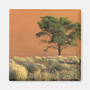 Afrika, Namibië, Namib Nationaal Park, Sossusvlei Magneet