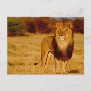 Afrika, Namibië, Okonjima. Eenzame mannelijke leeu Briefkaart