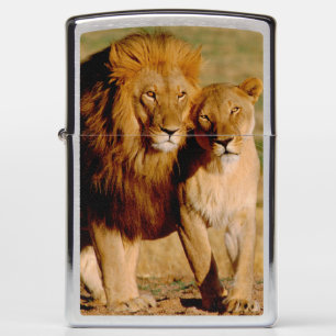 Afrika, Namibië, Okonjima. Leeuw & leeuwin